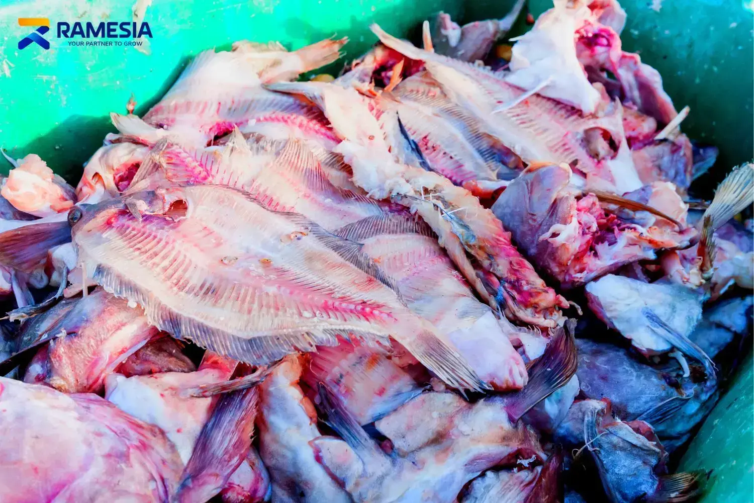 Hasil daging ikan dari mesin fish deboner