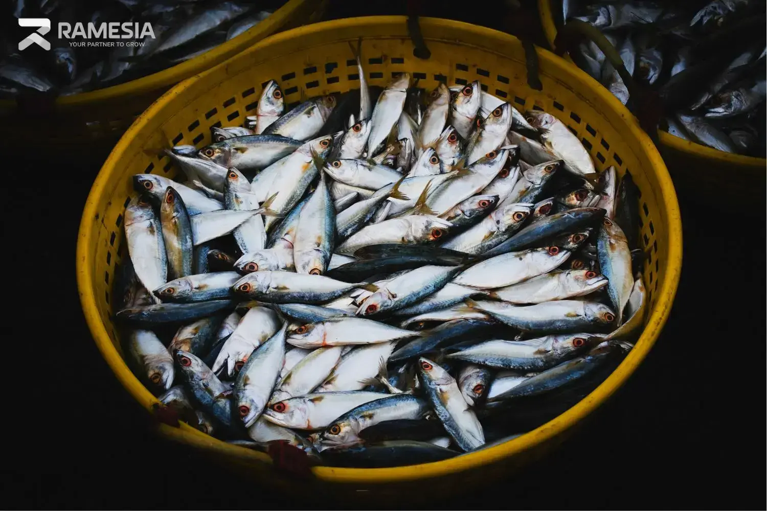 Hasil perikanan laut untuk bahan olahan