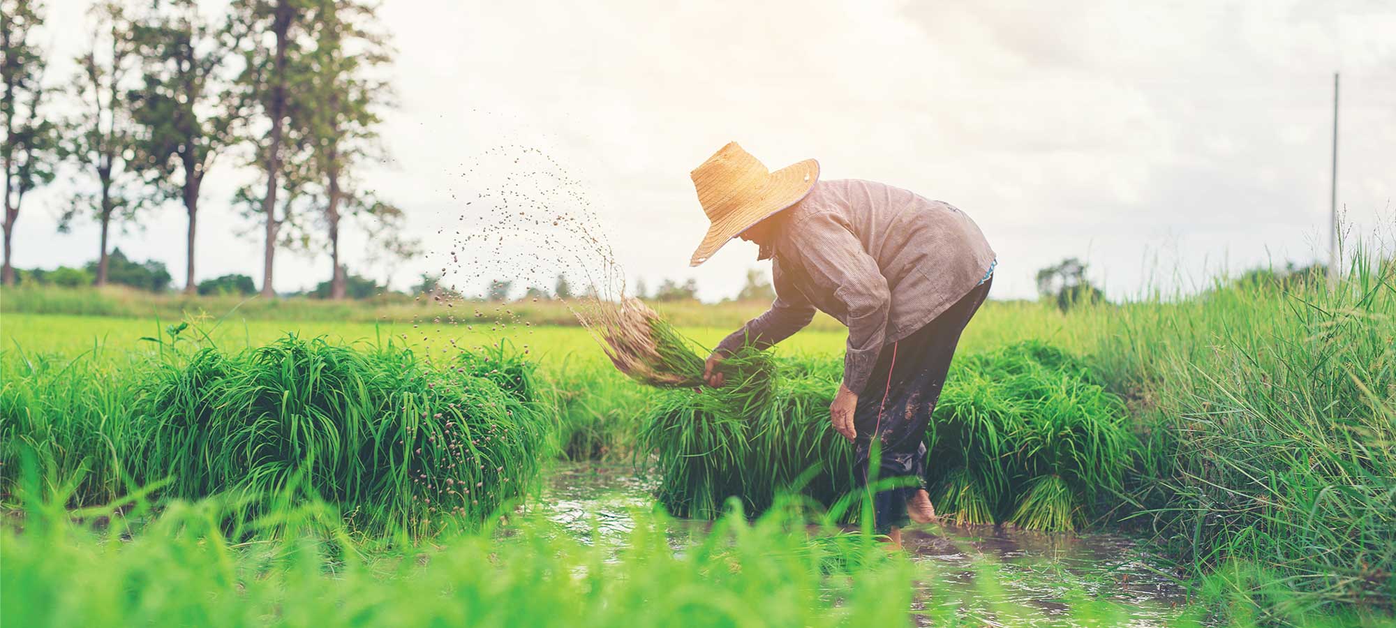 Mesin Pertanian Harga Alat Mesin Pertanian Alsintan 